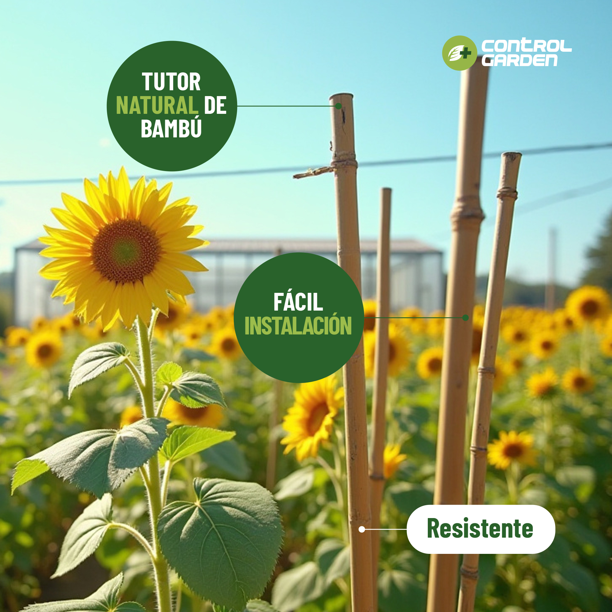 Pack de 30 tutores de bambú natural de 60 cm para guiar plantas · foto 6