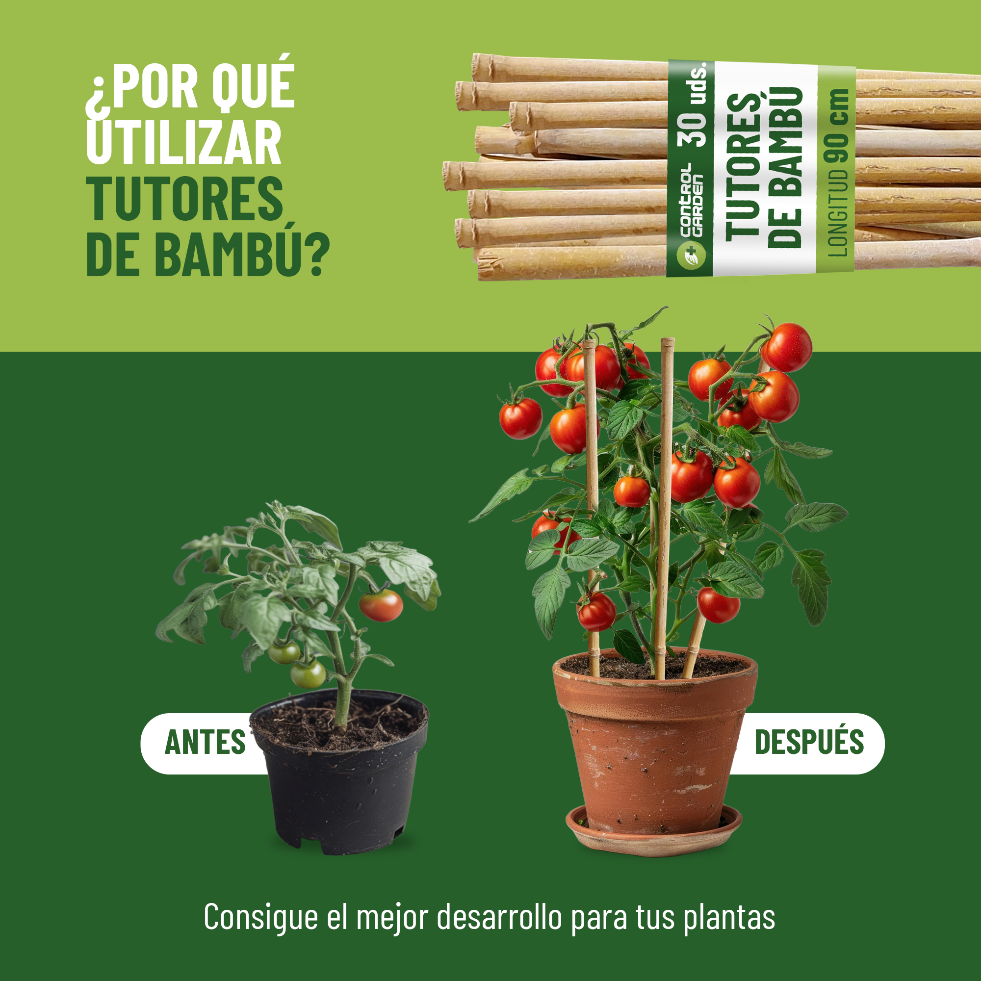 Pack de 30 tutores de bambú natural de 150 cm para soporte de plantas · foto 3